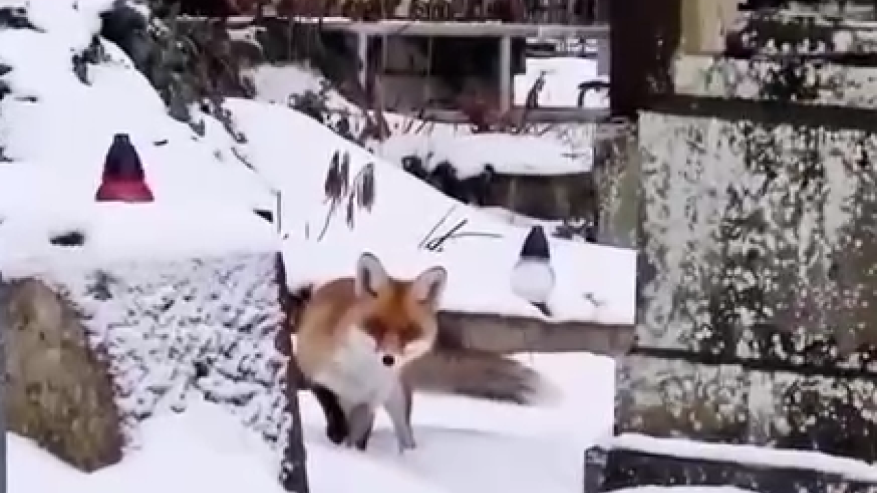 Фото до новини