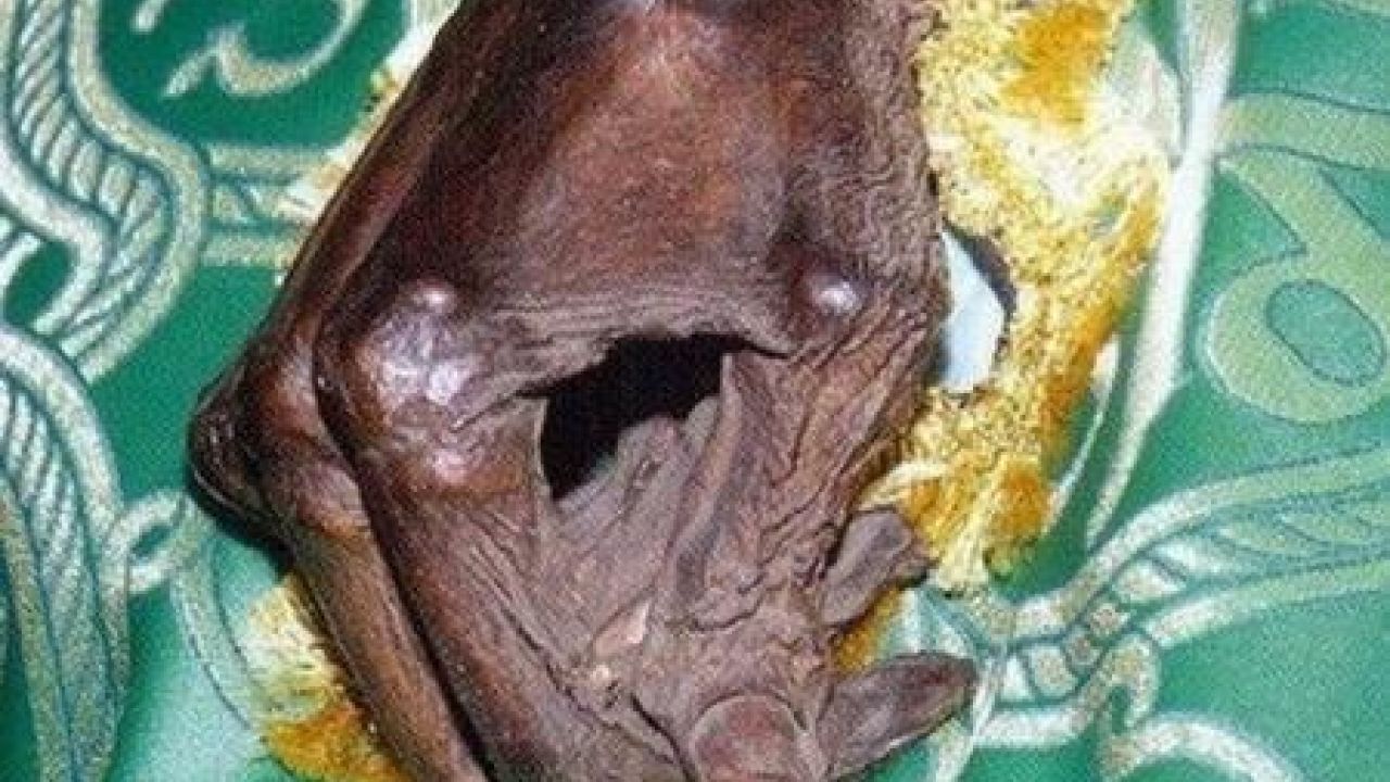 Фото до новини