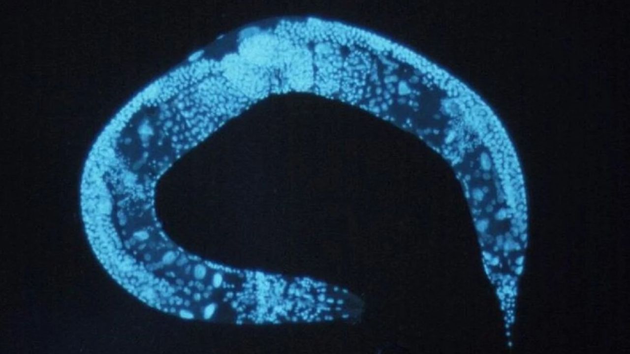 Фото до новини