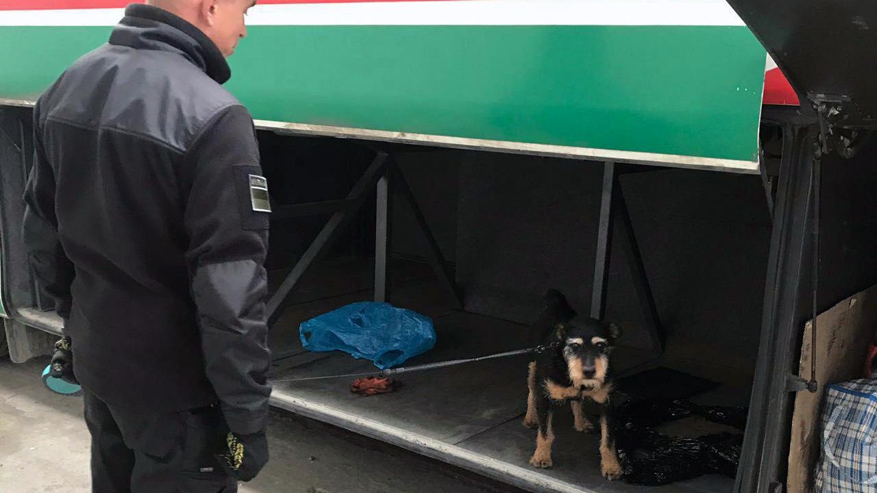 Фото до новини