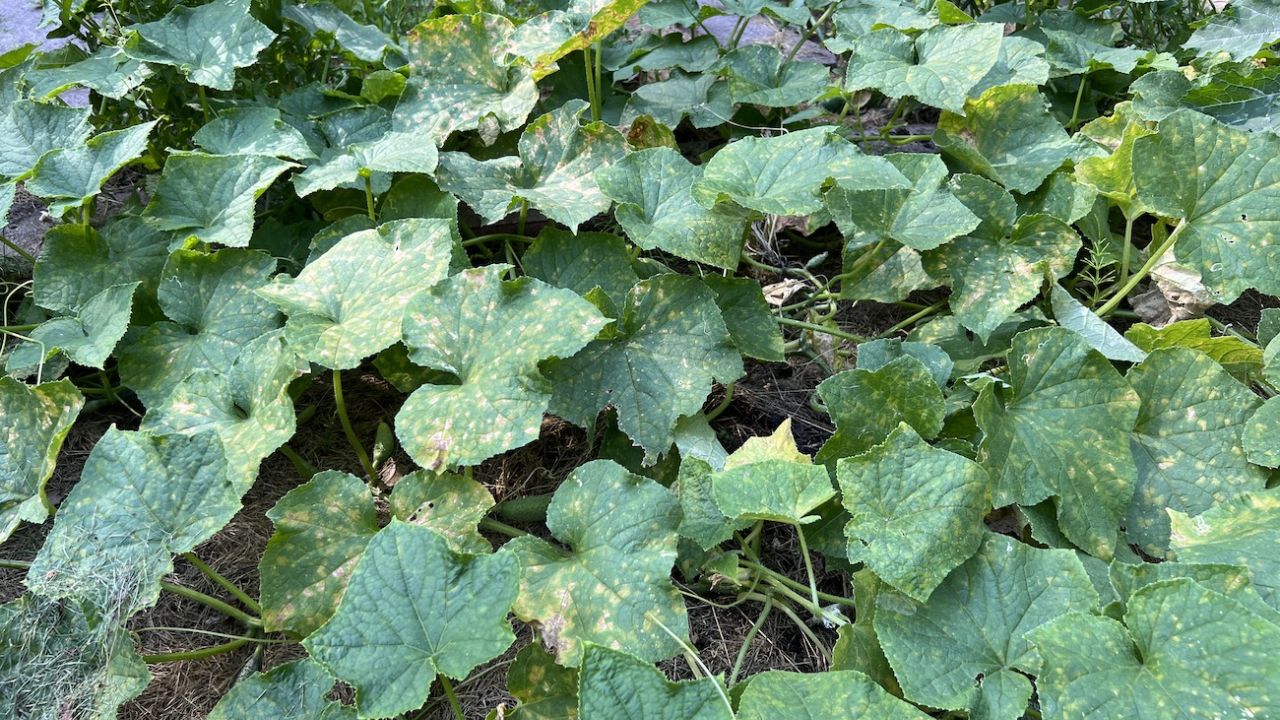 Фото до новини