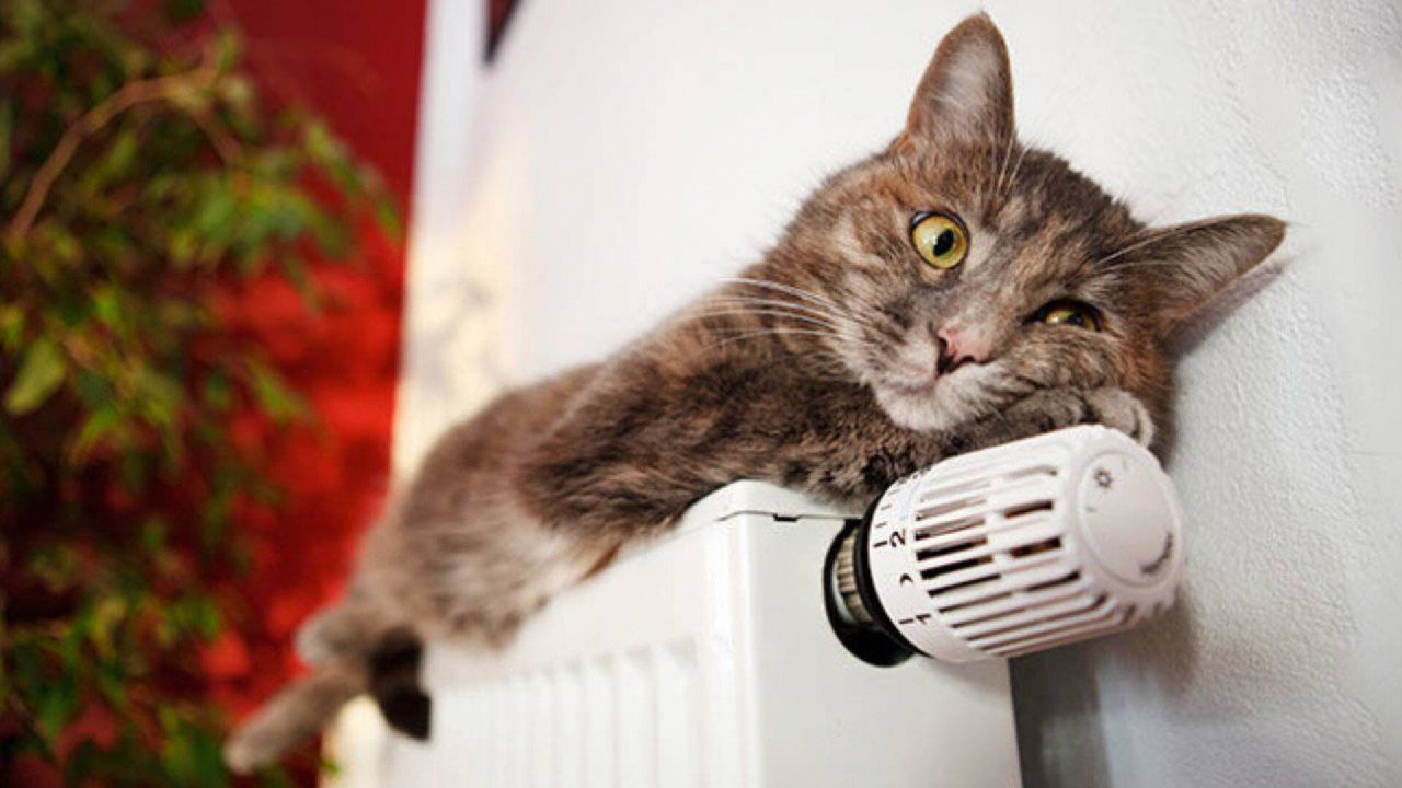 Фото до новини