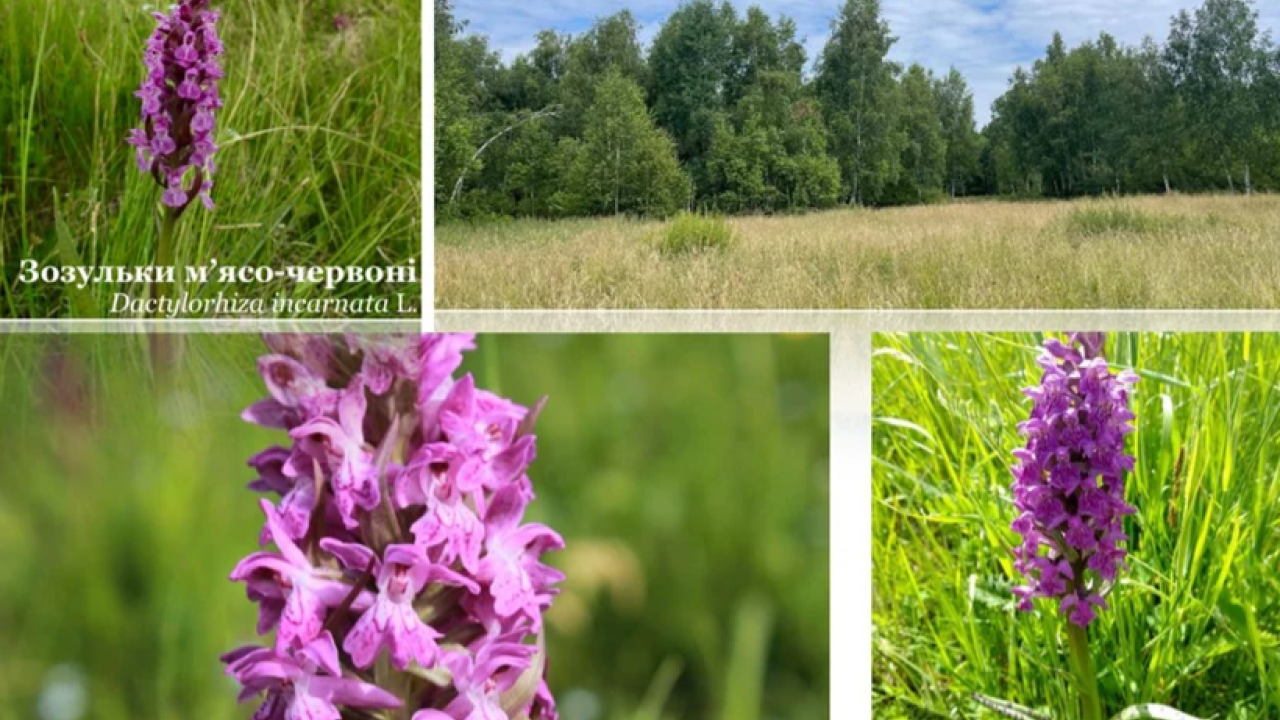 Фото до новини