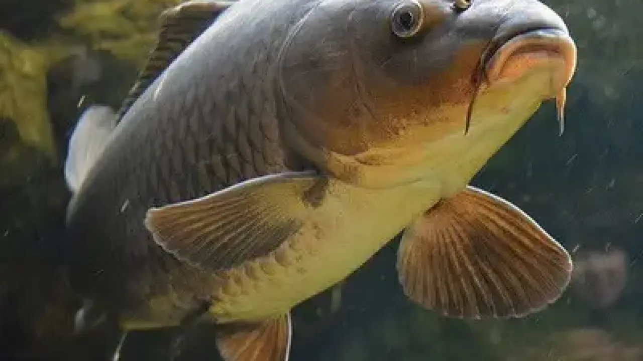 Фото до новини