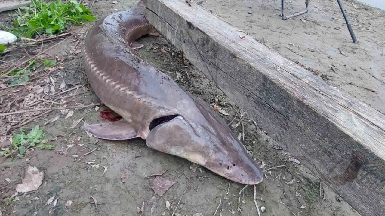 Фото до новини