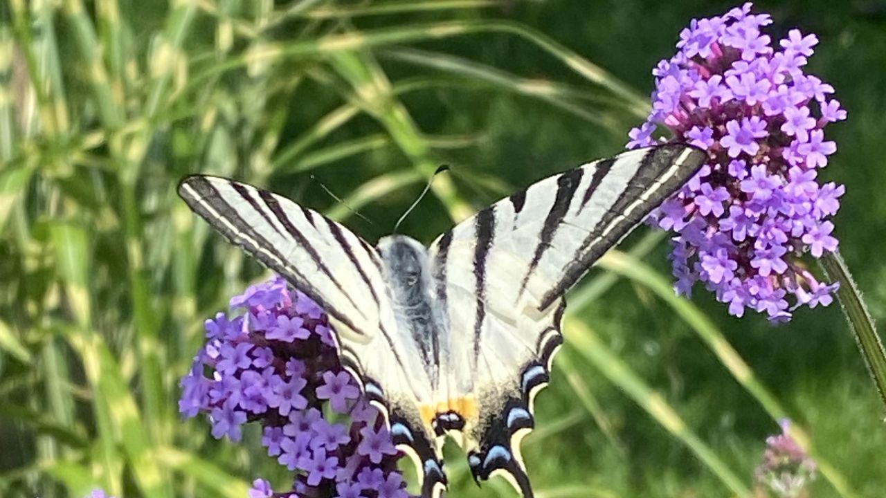 Фото до новини