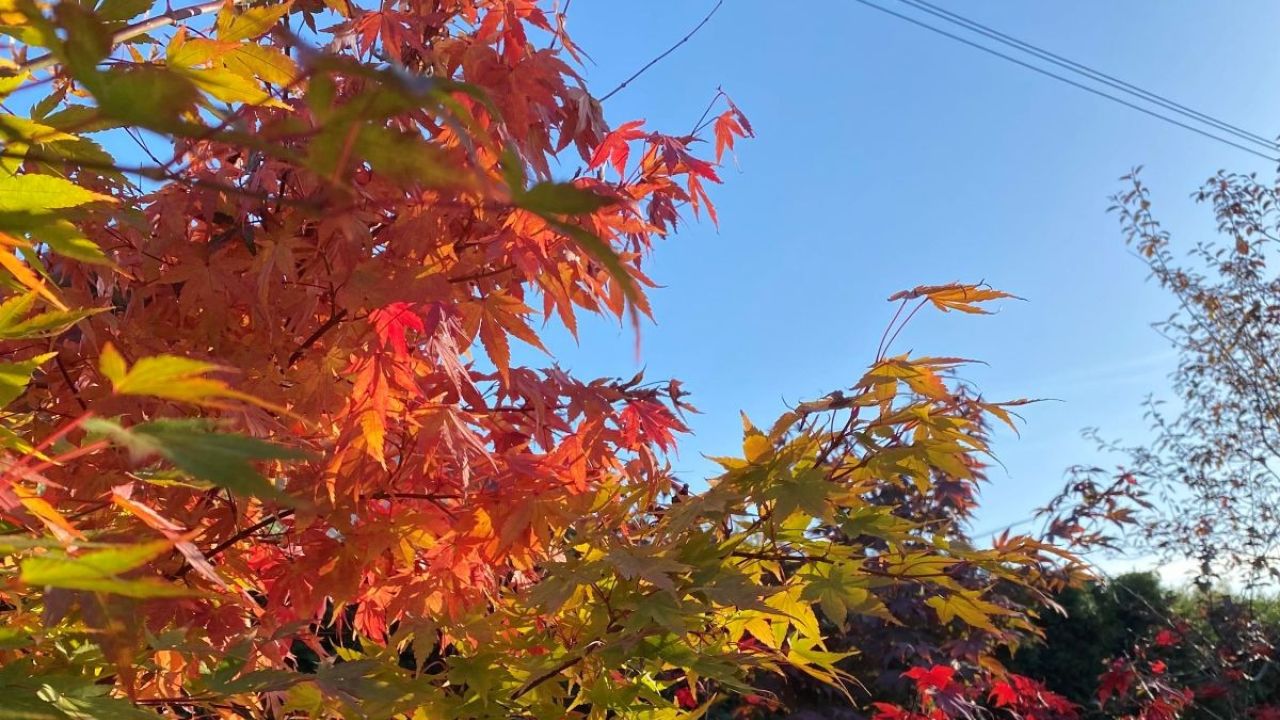 Фото до новини