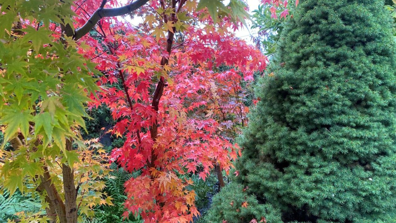 Фото до новини