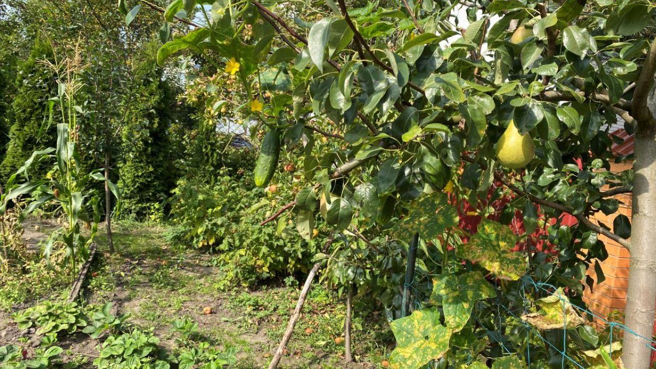 Фото до новини