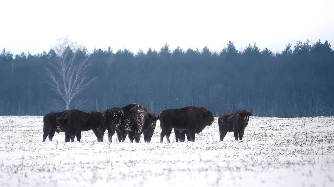 Фото до новини