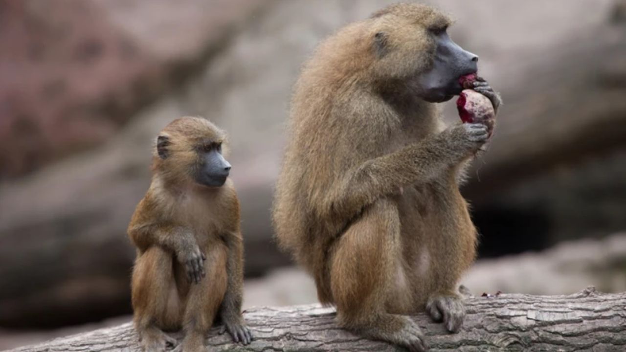 Фото до новини