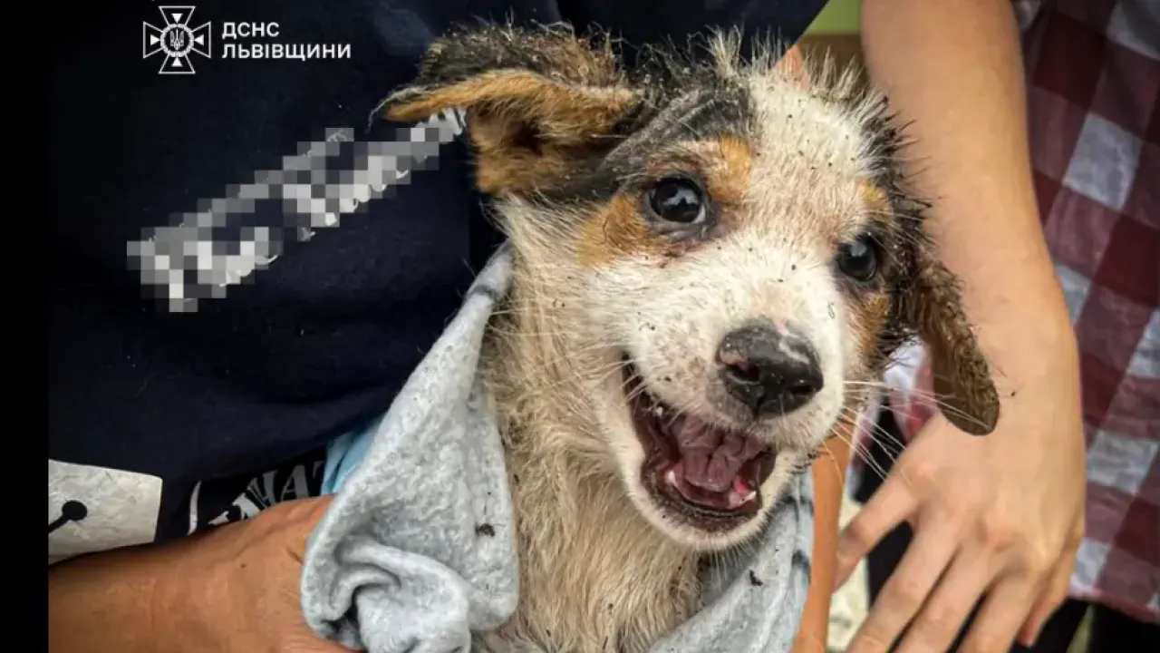 Фото до новини