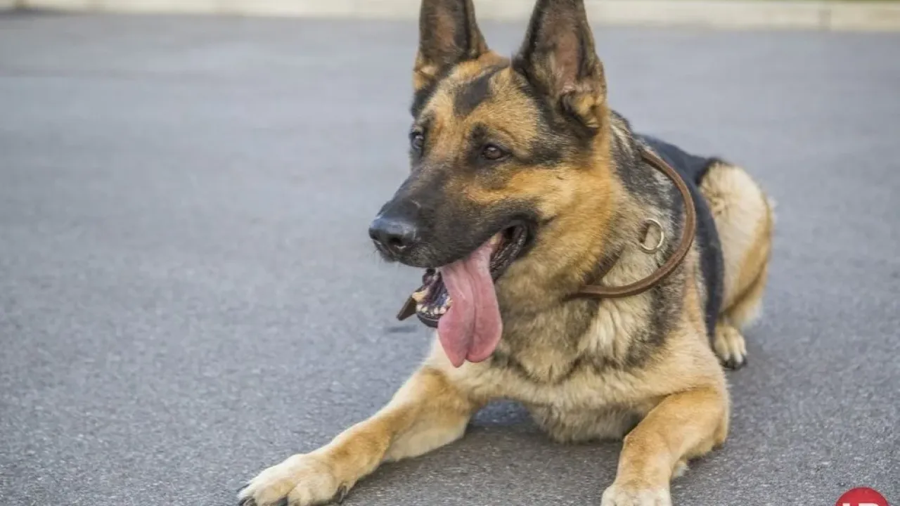 Фото до новини