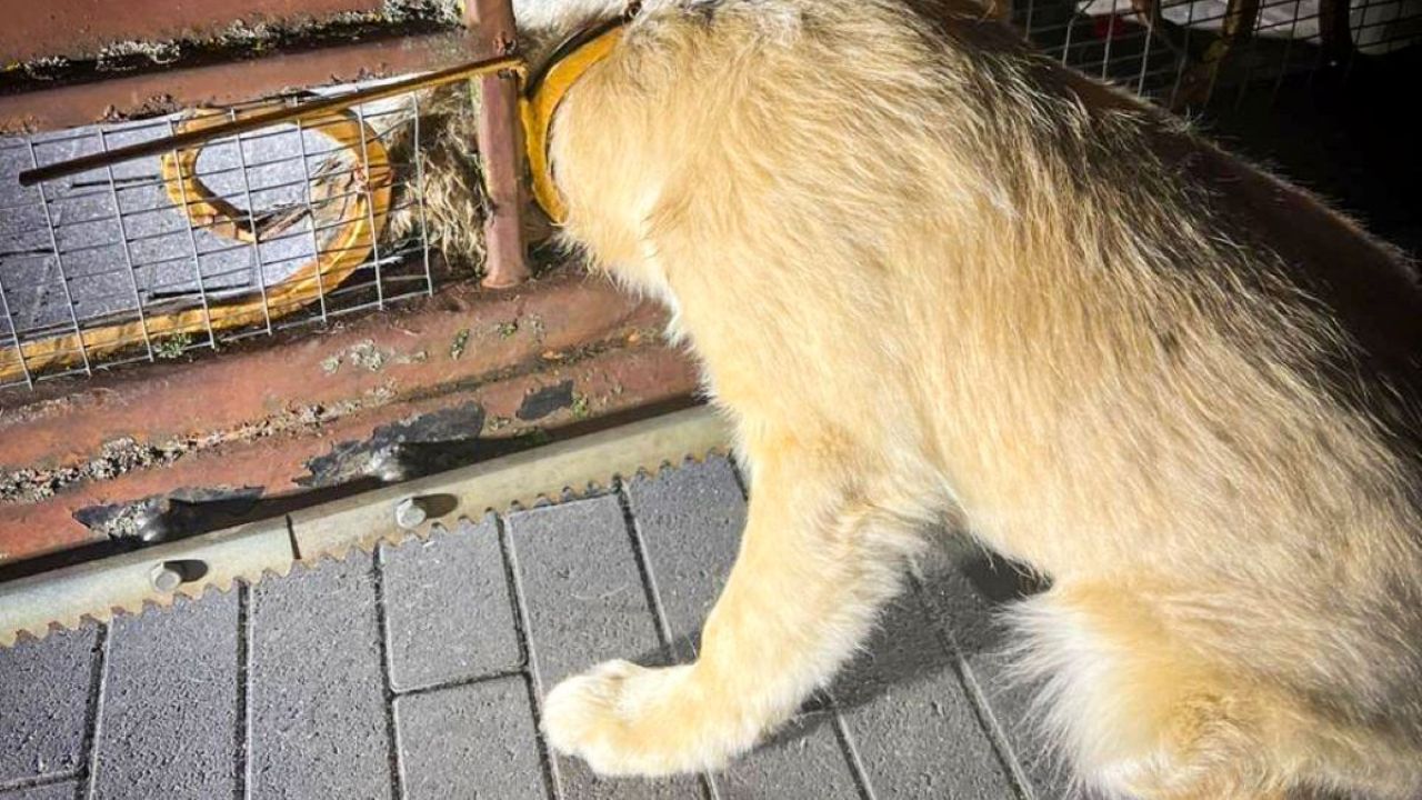 Фото до новини