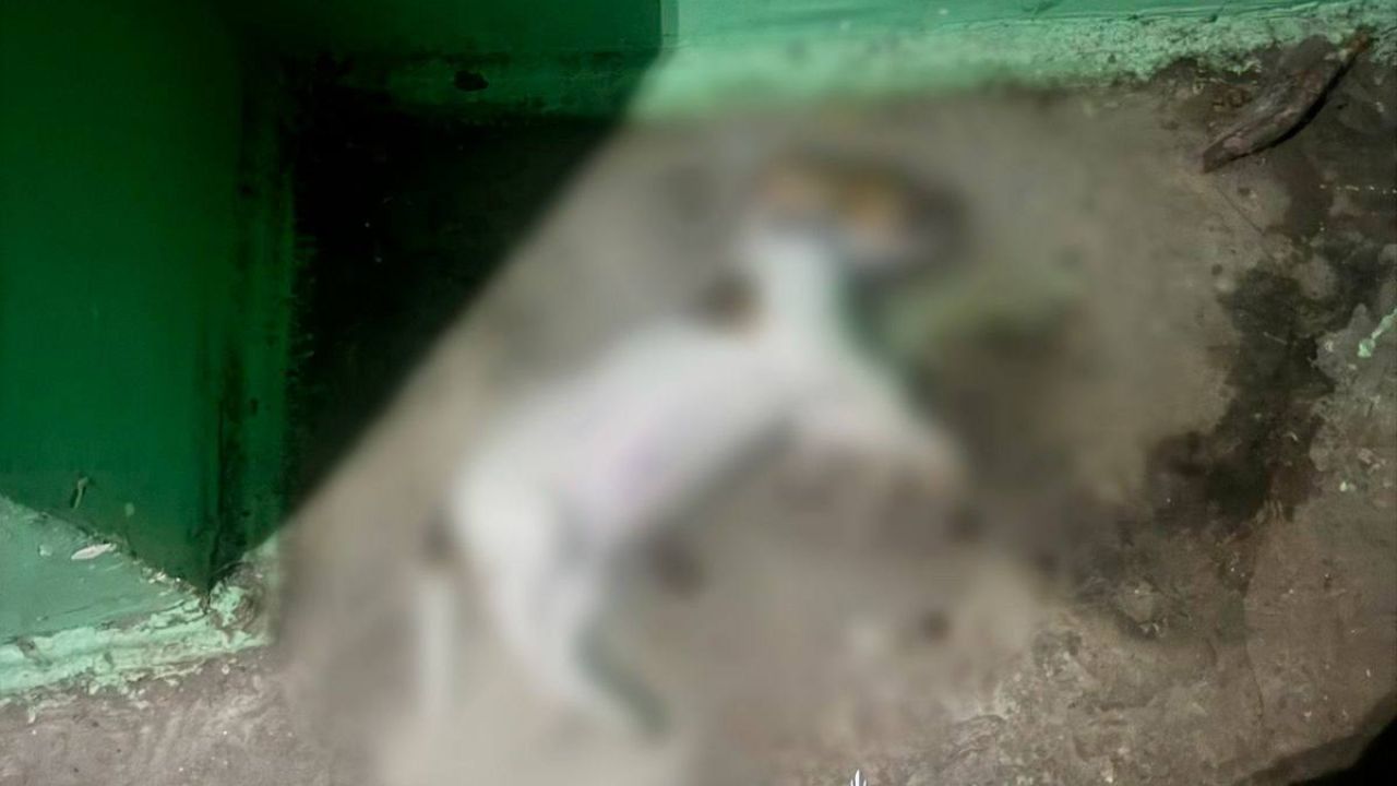 Фото до новини