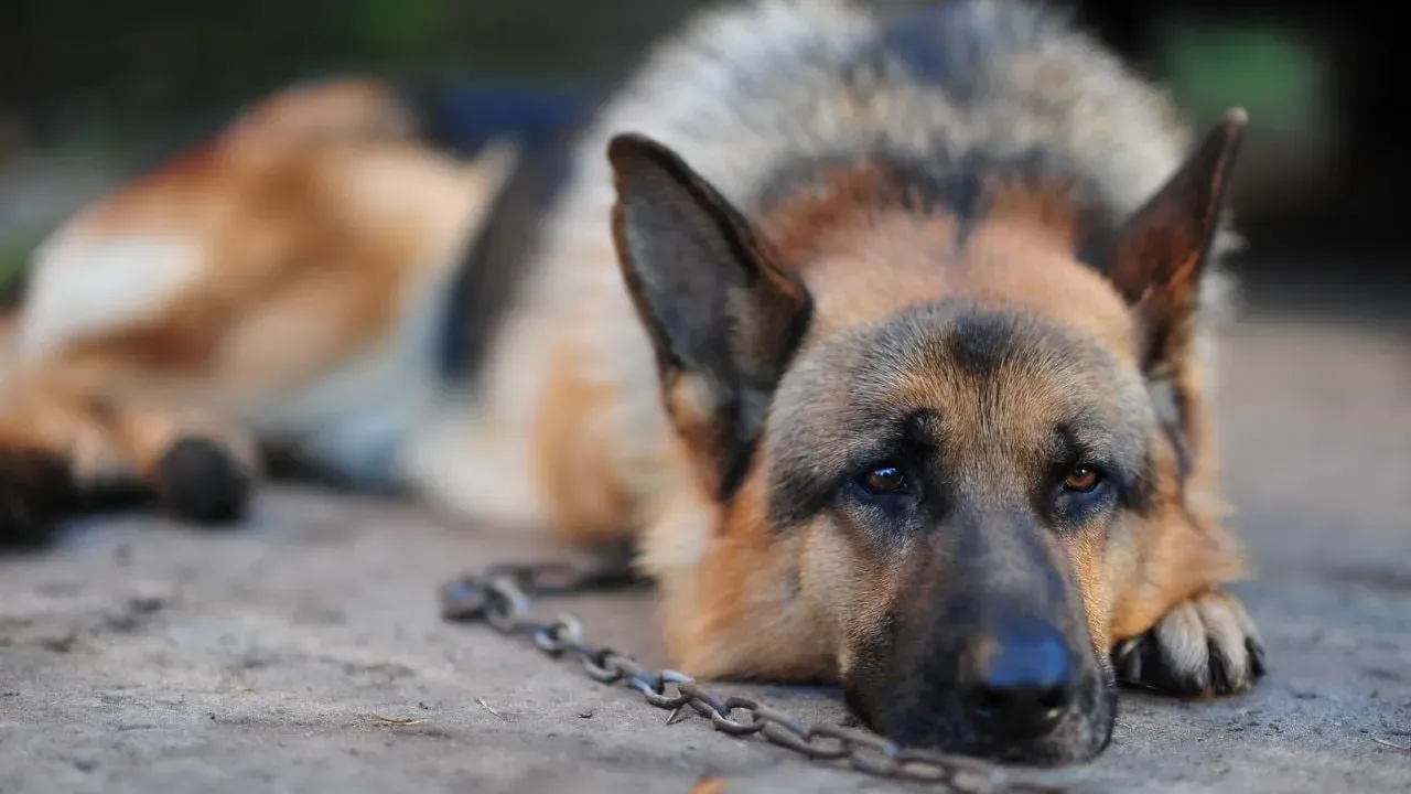 Фото до новини