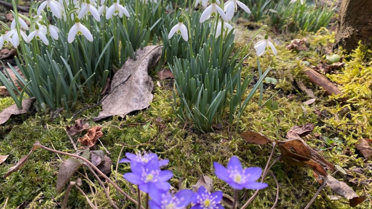 Фото до новини