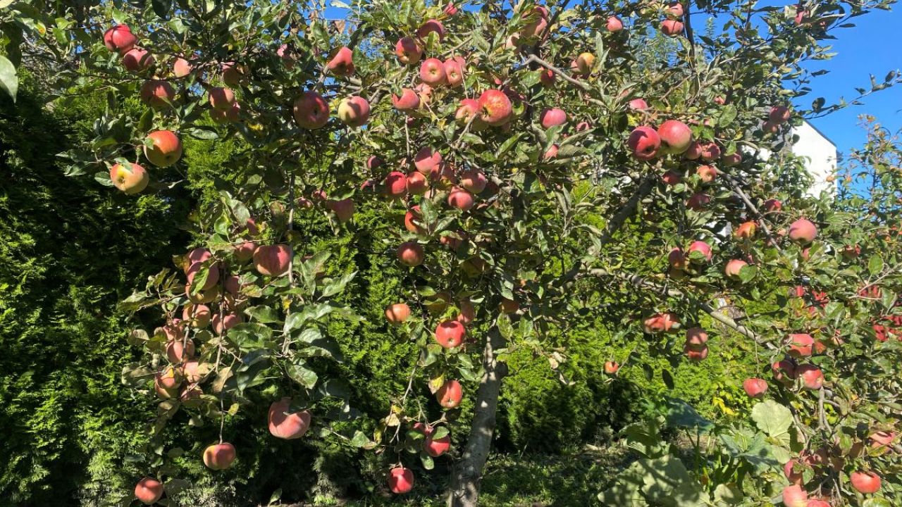 Фото до новини