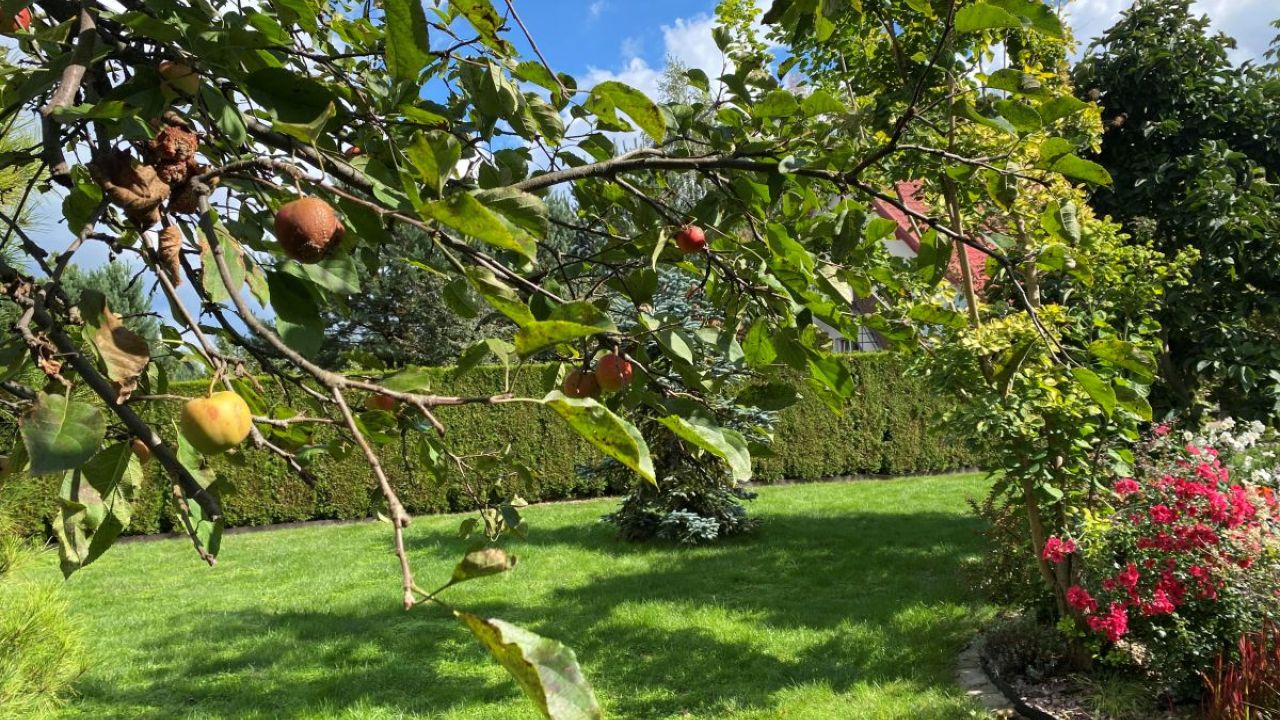 Фото до новини