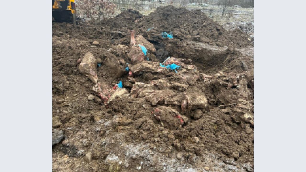 Фото до новини