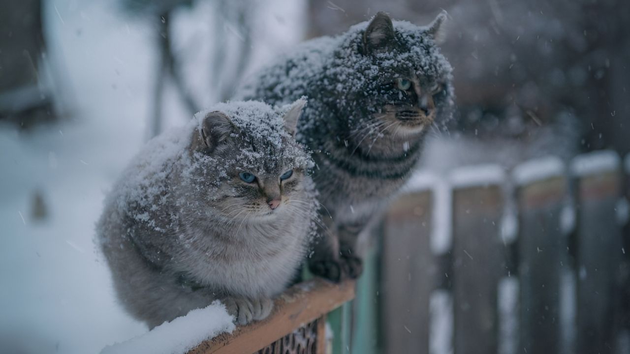 Фото до новини