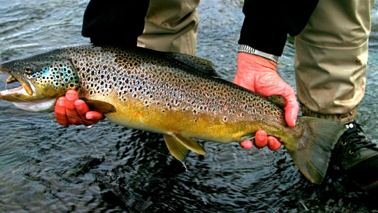 Фото до новини