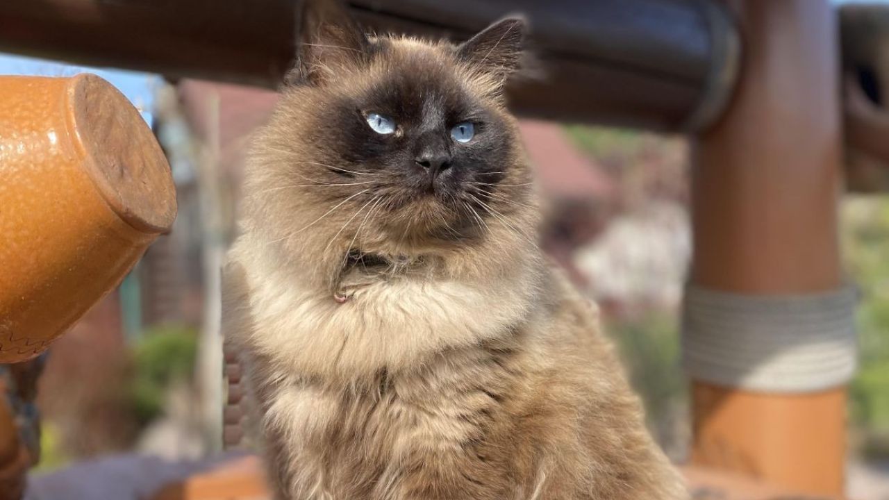 Фото до новини