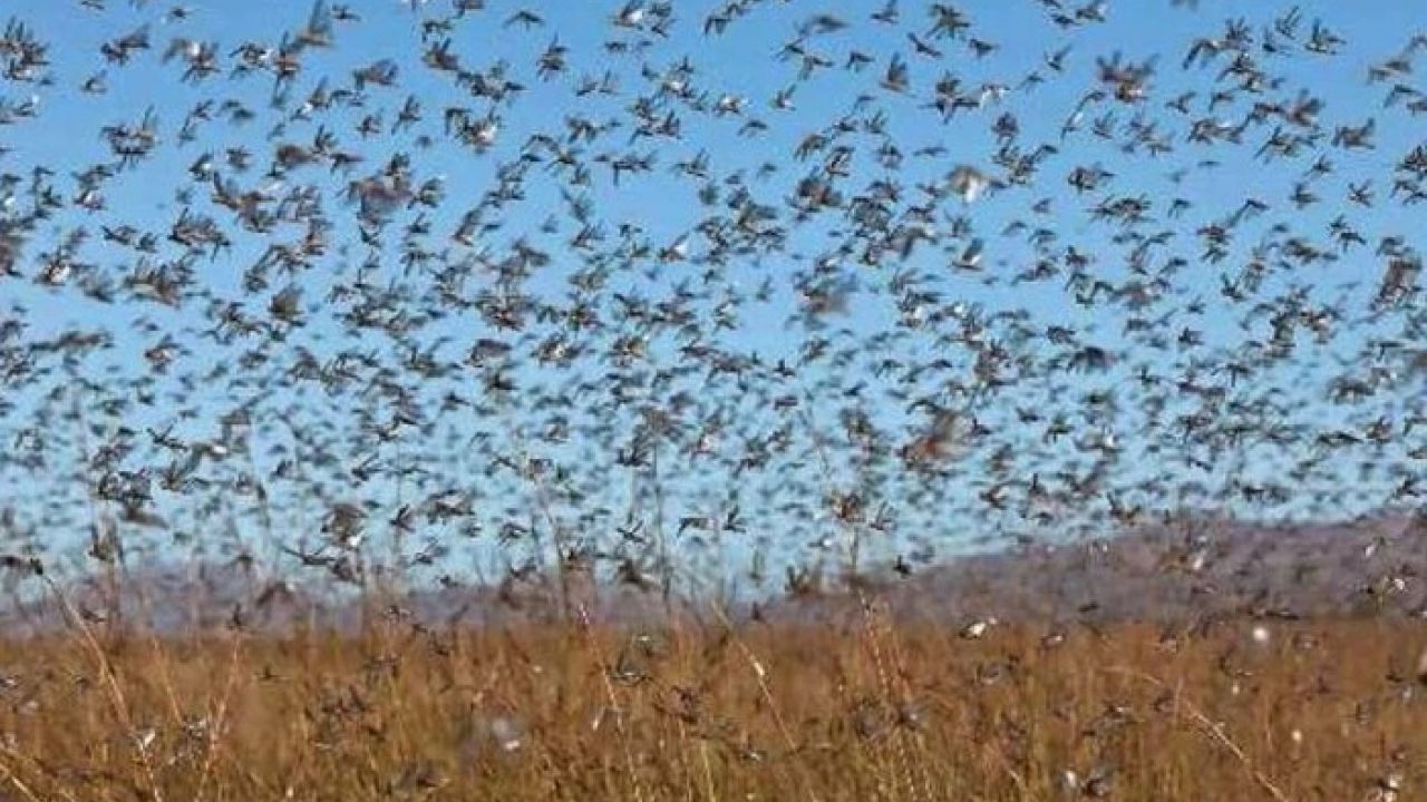 Фото до новини