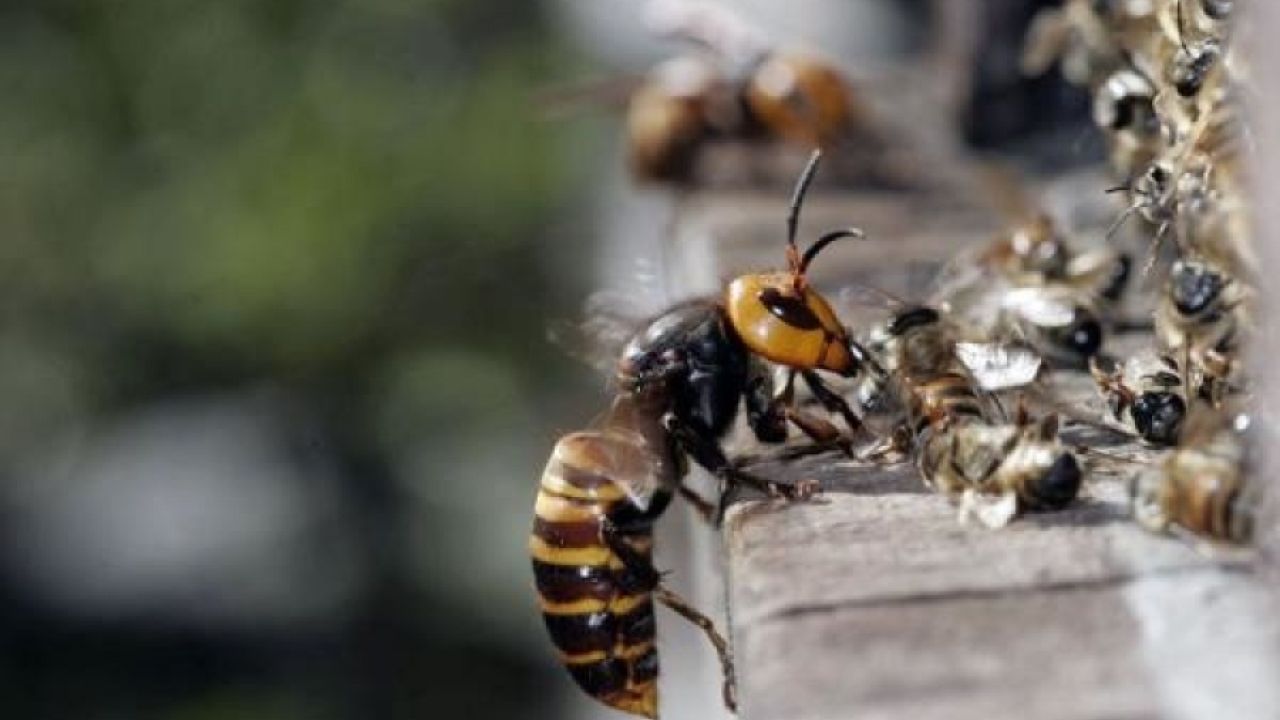 Фото до новини