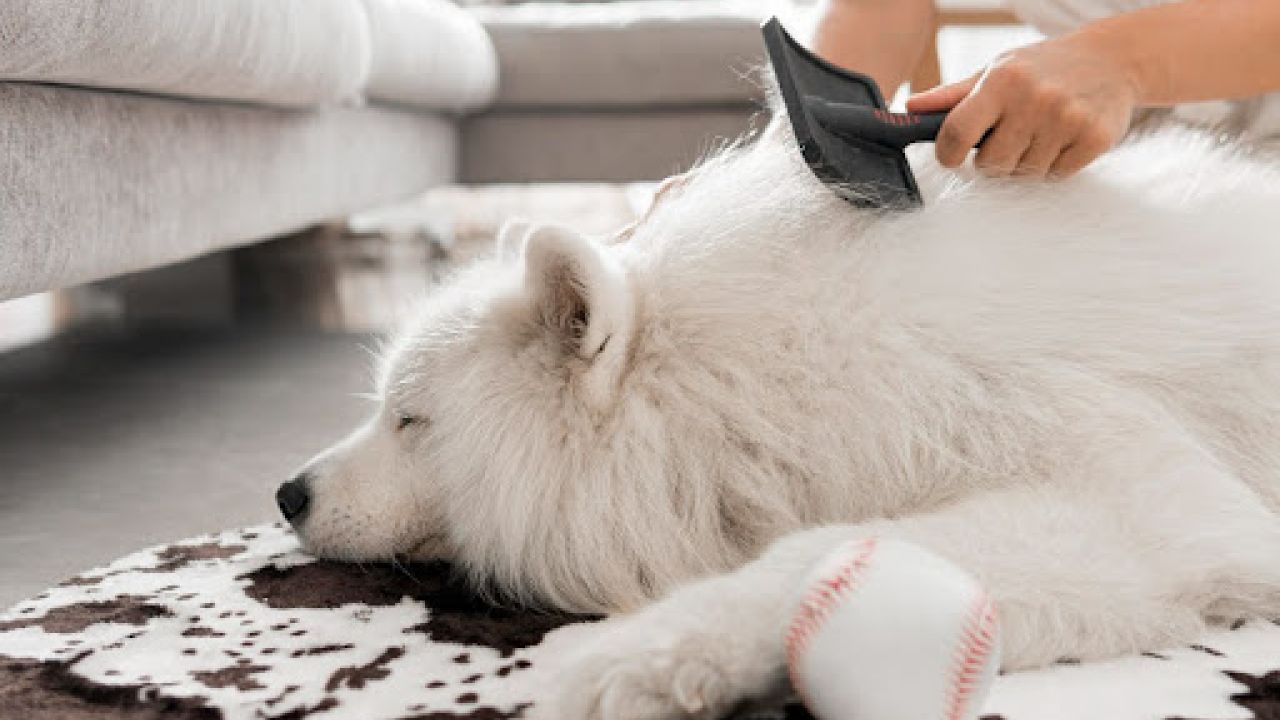 Фото до новини