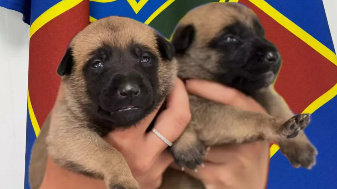 Фото до новини