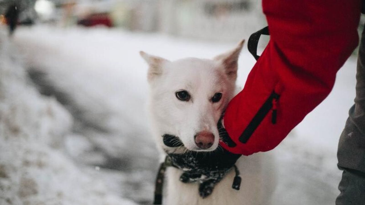 Фото до новини