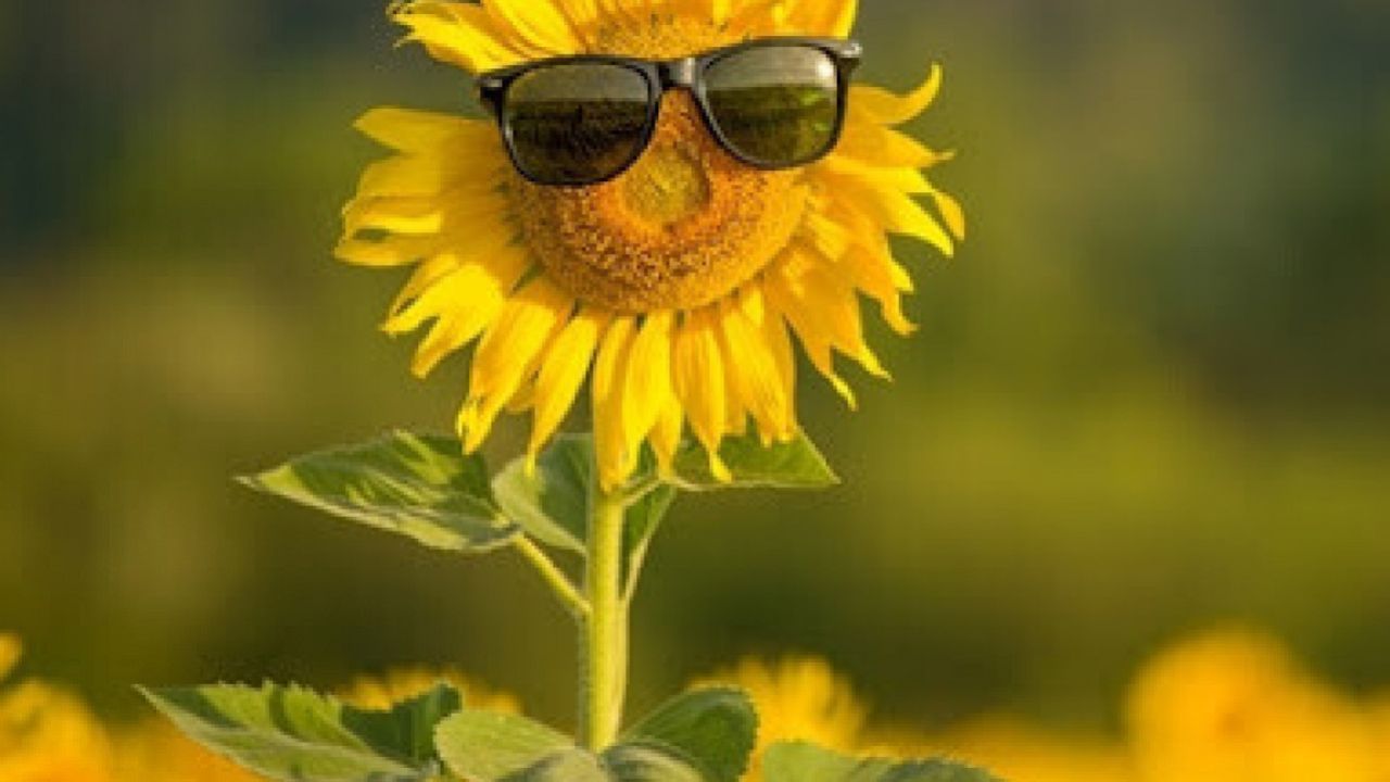 Фото до новини