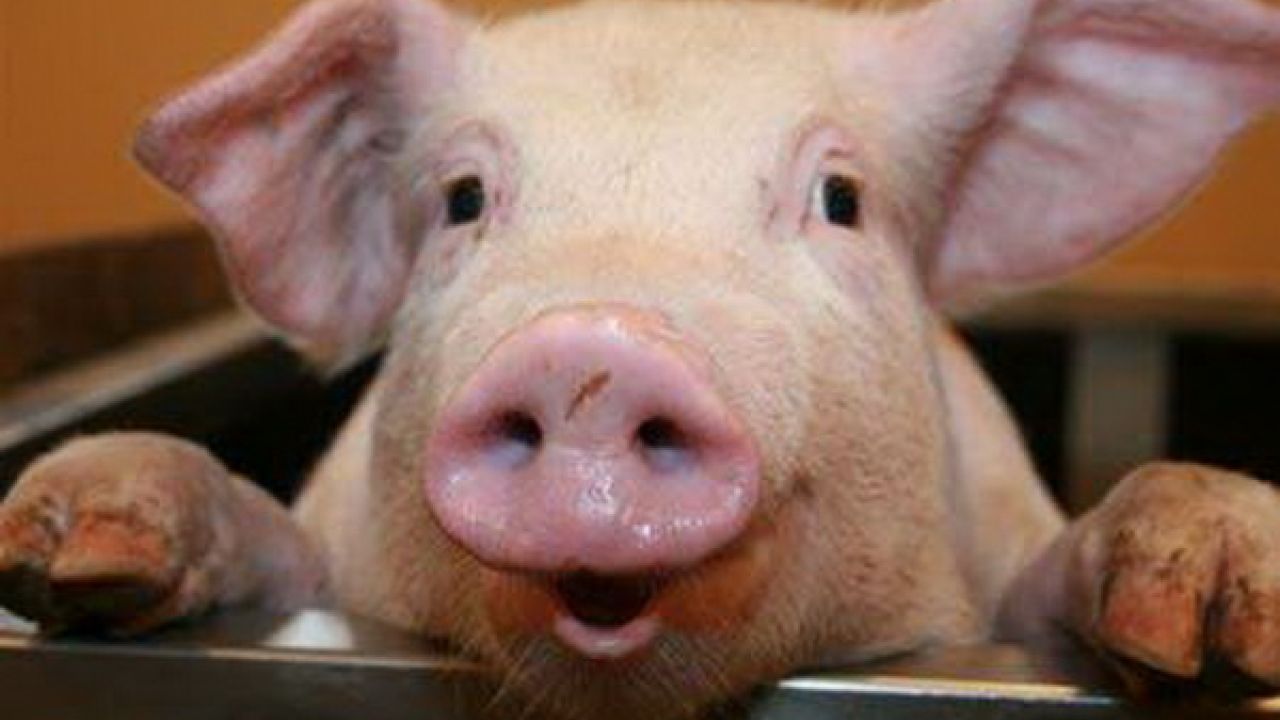 Фото до новини