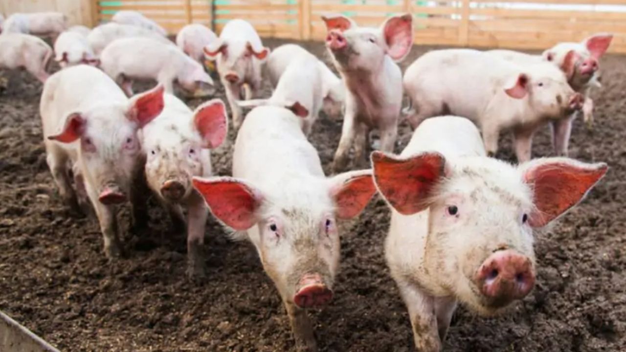 Фото до новини