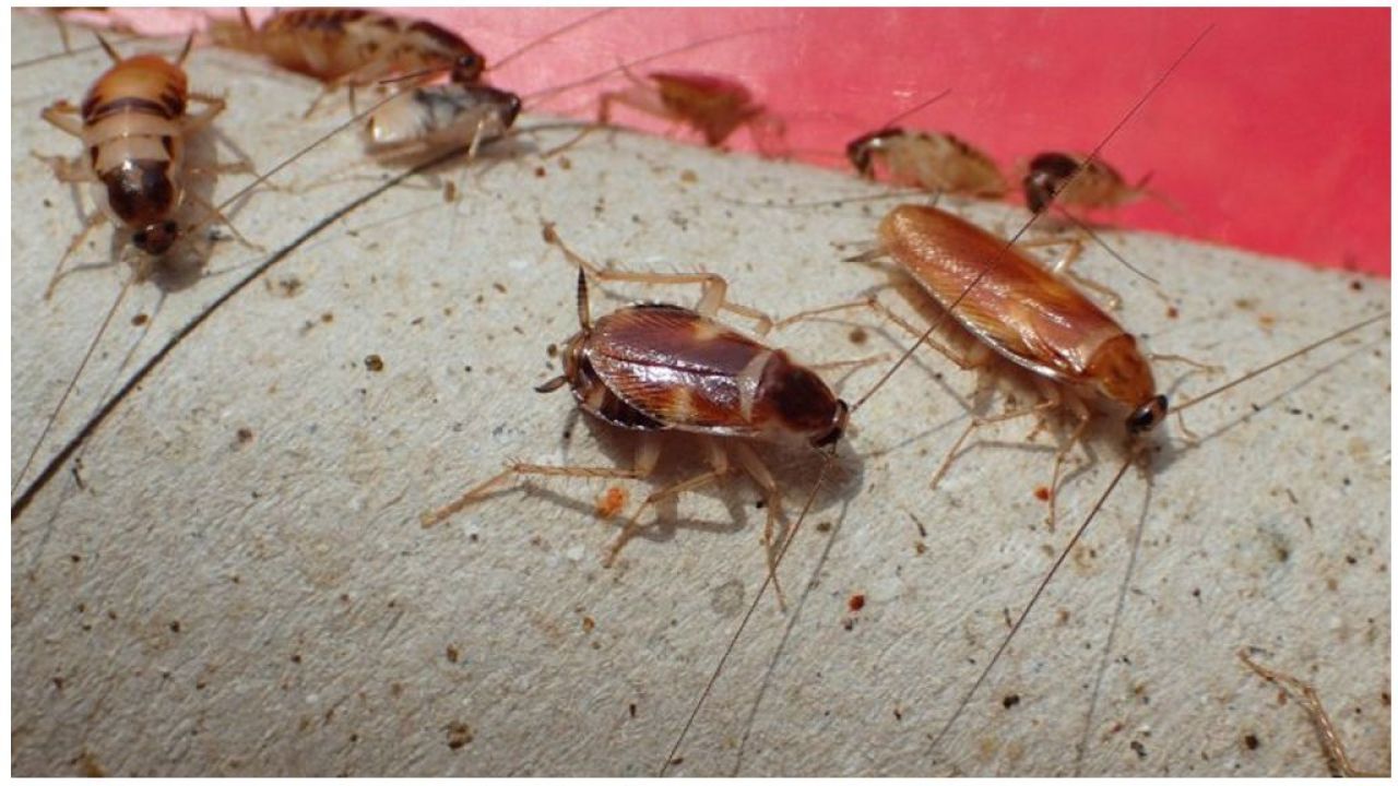 Фото до новини