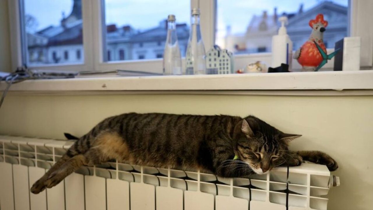 Фото до новини