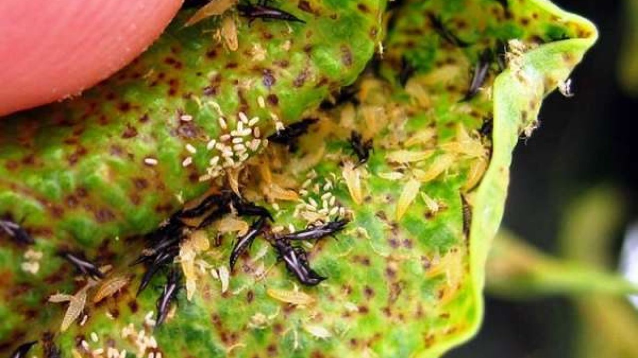 Фото до новини