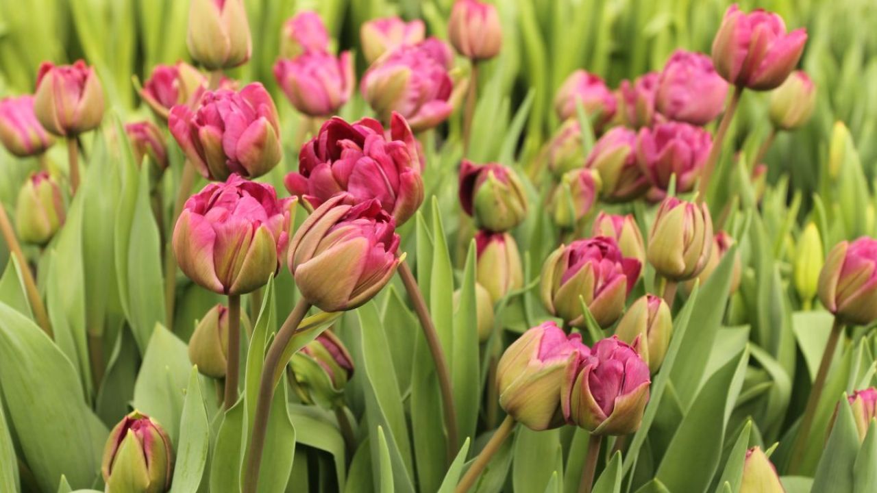 Фото до новини