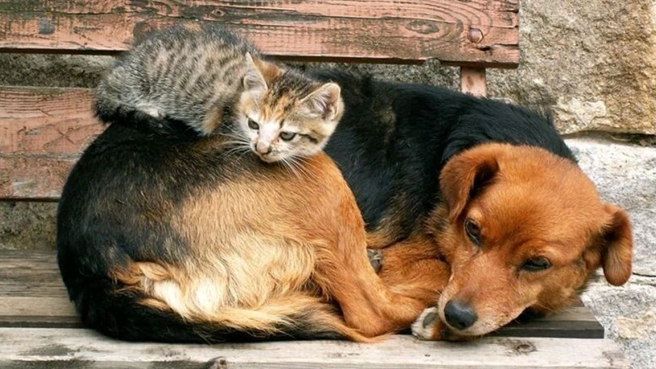 Фото до новини