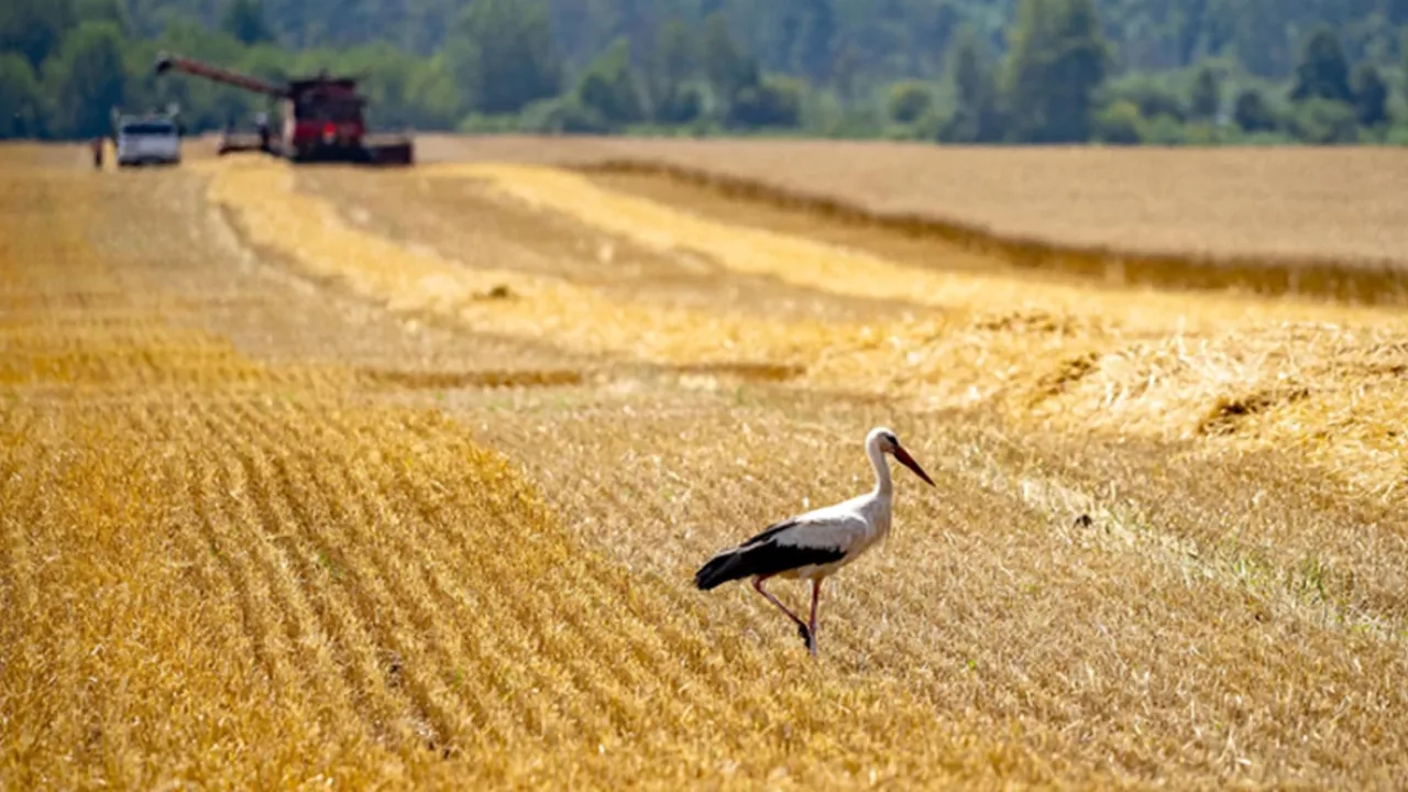 Фото до новини