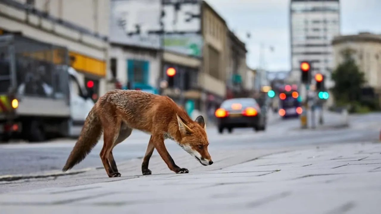 Фото до новини