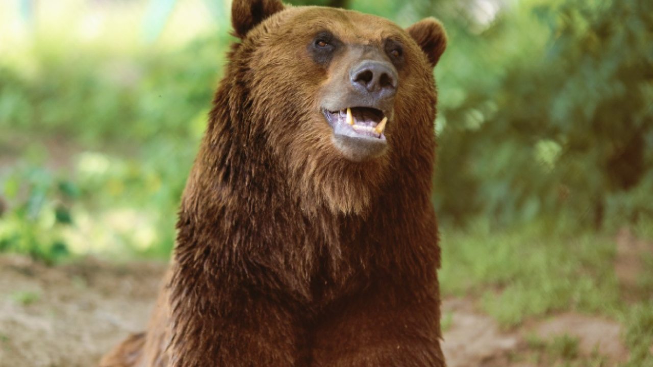 Фото до новини