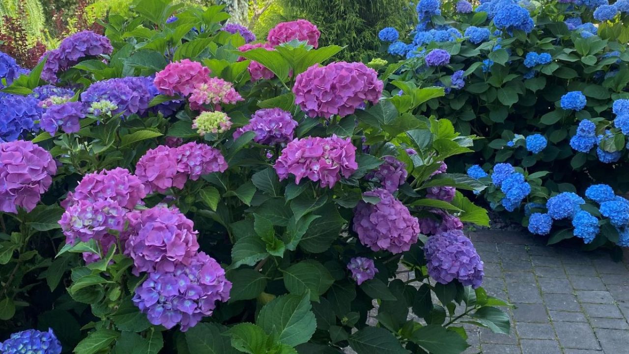 Фото до новини