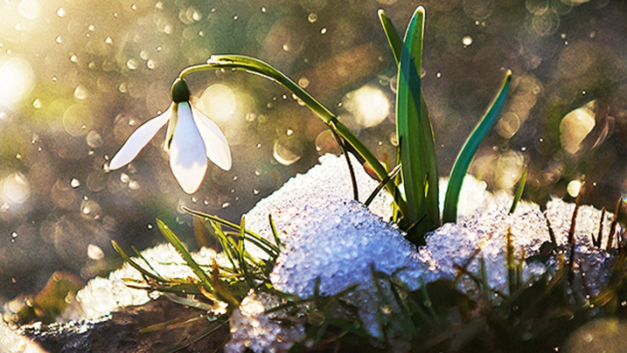 Фото до новини