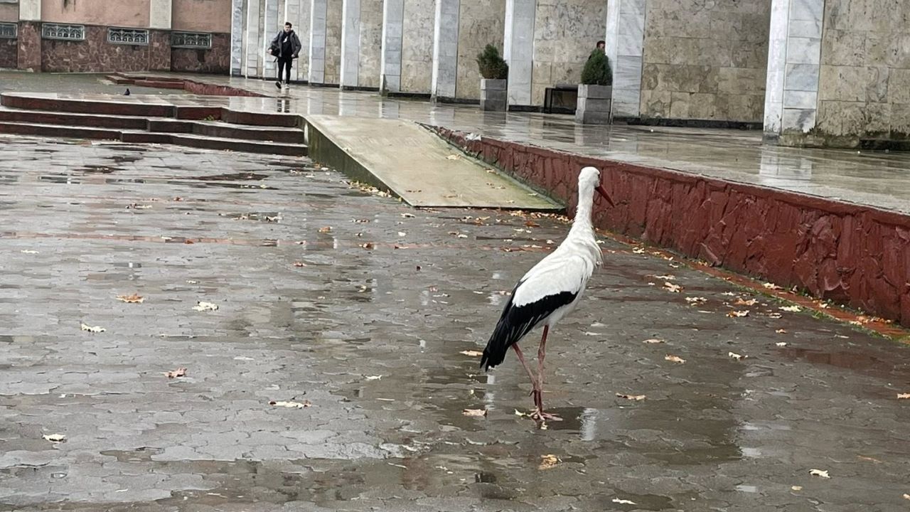 Фото до новини