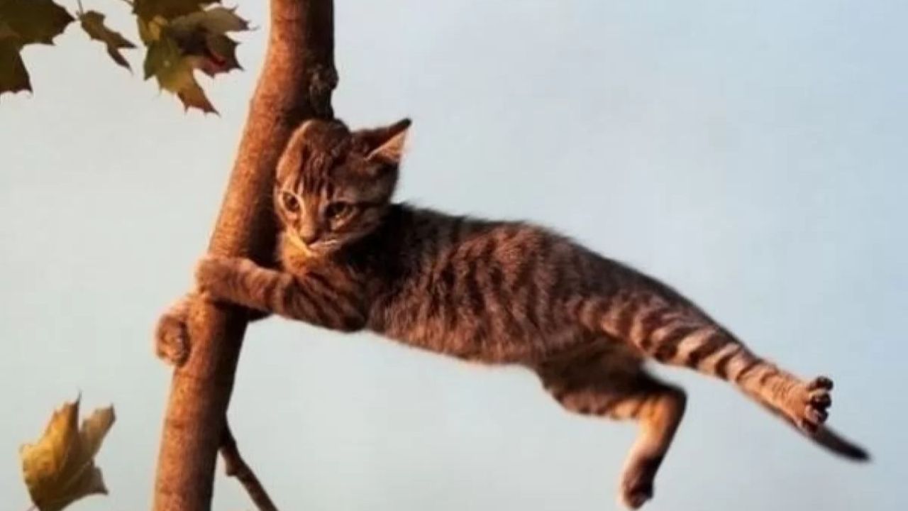 Фото до новини