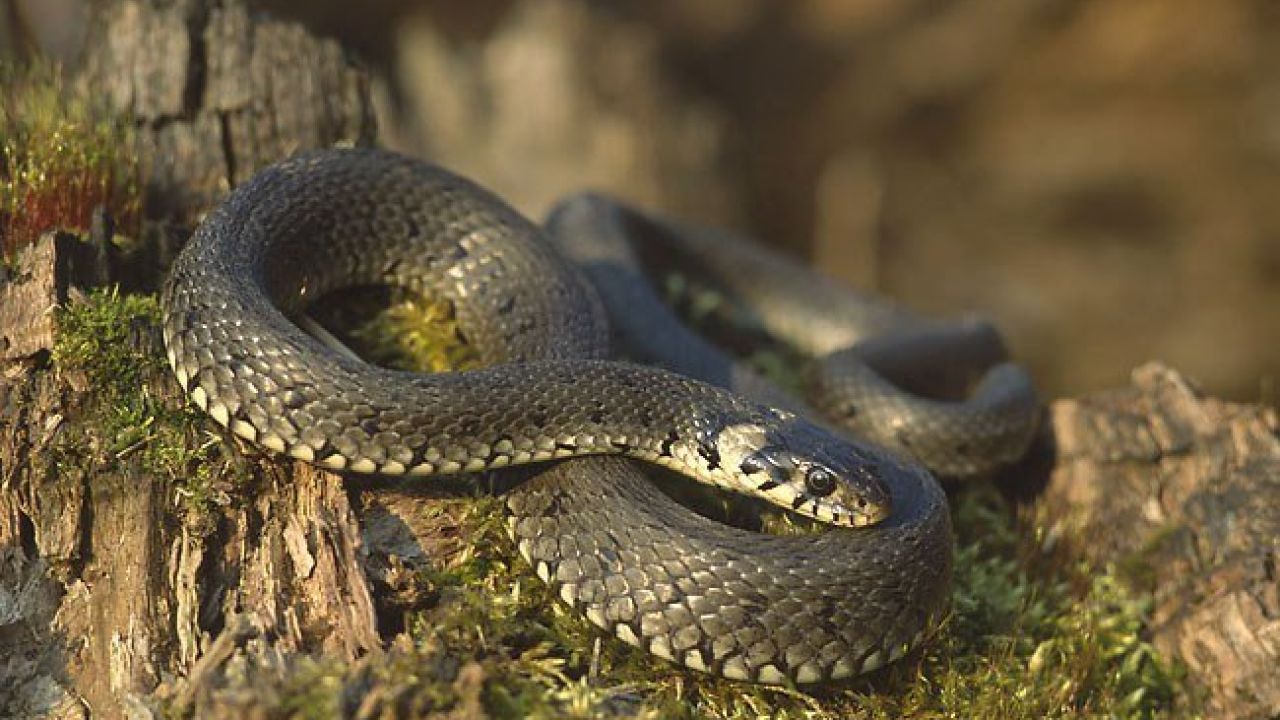 Фото до новини