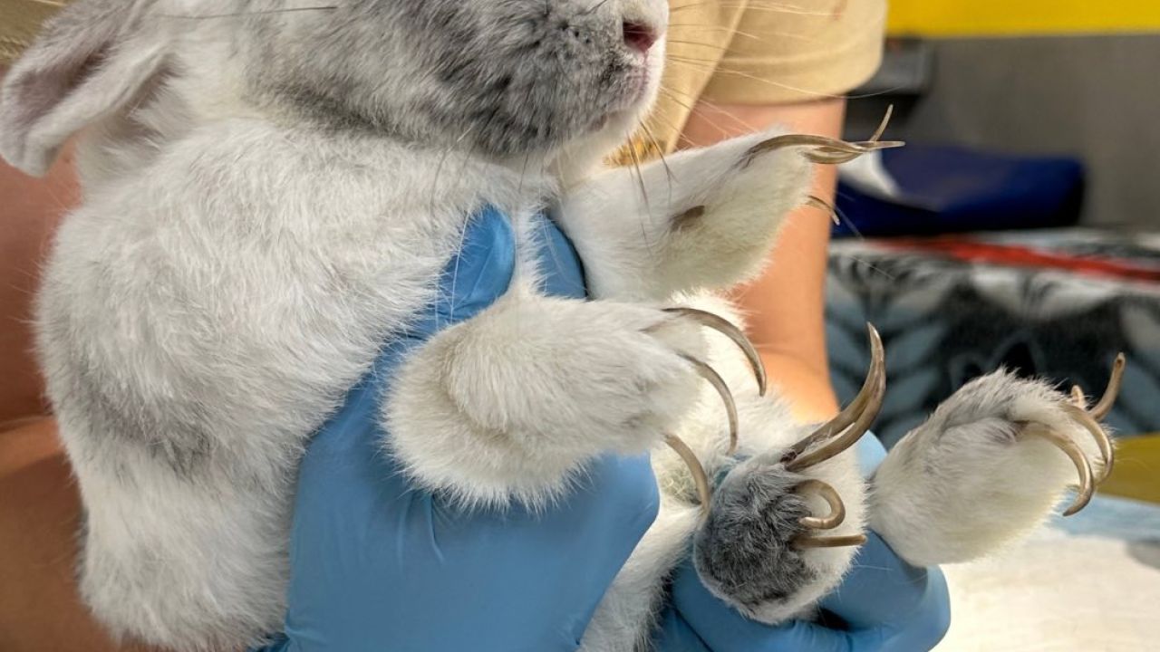 Фото до новини