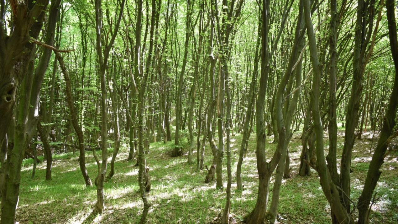 Фото до новини